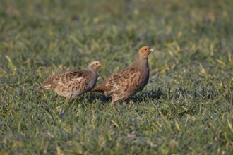 Grey or Hungarian or English partridge (Perdix perdix) two adult birds in a farmland cereal field,