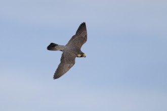 Peregrine falcon (Falco peregrinus) adult bird of prey flying, England, United Kingdom, Europe