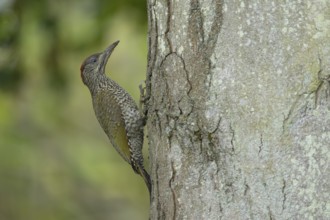 Green woodpecker (Picus viridis) juvenile bird on a tree trunk, England, United Kingdom, Europe