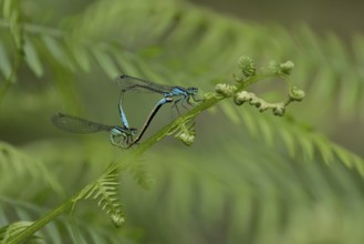 Blue tailed damselfly (Ischnura elegans) adult male and female insects mating on a Bracken plant