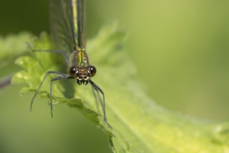 Banded demoiselle damselfly (Calopteryx splendens) adult female insect on a Nettle plant leaf in