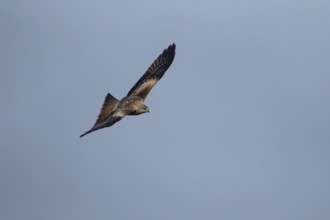 Red kite (Milvus milvus) adult bird of prey in flight, Wales, United Kingdom, Europe