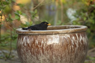 Common or Eurasian blackbird (Turdus merula) adult male bird in a garden plant pot, England, United