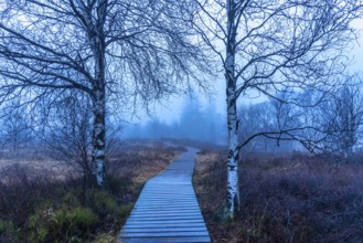 The High Fens nature park Park, in the German-Belgian border region near Eupen, winter, fog, wooden