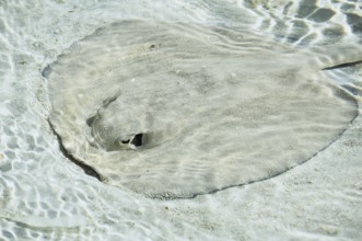 Atlantic stingray (Hypanus sabinus) in shallow water, Cuba, Caribbean Sea, Central America