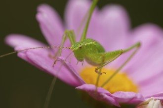 Speckled bush cricket (Leptophyes punctatissima) adult insect on a garden flower in the summer,