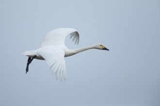 Bewick's swan (Cygnus columbianus) adult bird flying on approach to land, England, United Kingdom,