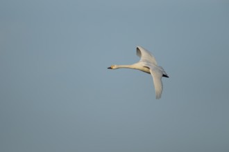 Bewick's swan (Cygnus columbianus) adult bird flying, England, United Kingdom, Europe