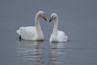 Whooper swan (Cygnus cygnus) two adult birds on a lake, England, United Kingdom, Europe