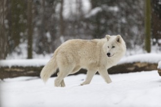 Melville Island wolf (Arctic wolf) running thru snow covered forest, snow falling