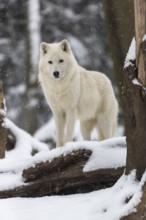 Melville Island wolf (Arctic wolf) standing in snow covered forest, snow falling