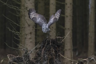 One great grey owl (Strix nebulosa) flying through a spruce forest