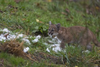 One cougar kitten, Puma concolor, walking over green grass with the white feathers lying around