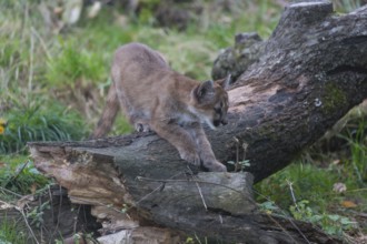 One cougar kitten, Puma concolor, standing on a log with some green vegetation in the background