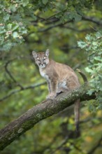 One young cougar, Puma concolor, sitting on a big branch high up in an oak tree