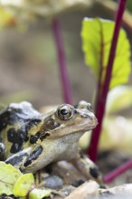 Common frog (Rana temporaria) adult amphibian in a garden vegetable border of Beetroot in summer,