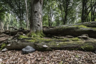 Deadwood with tinder fungus (Fomes fomentarius) in beech forest (Fagus sylvatica), Emsland, Lower