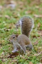 Grey Squirrel (Sciurus carolinensis), on meadow, springtime, Florida, USA, North America