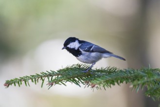 Cole Tit, (Parus ater), male adult, perched on a fir tree branch, Hesse, Germany, Europe