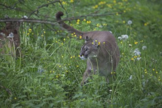 One male cougar, Puma concolor, resting in front of a log and yellow flowers in fresh green grass