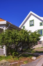 Juniper bush in front of a picturesque house below Vetteberget, the local mountain of Fjällbacka in