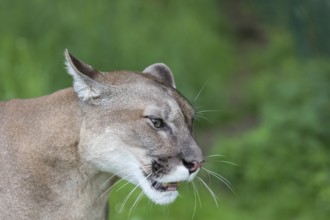 One male cougar, Puma concolor, sideview portrait with green vegetation in the background