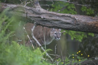 One male cougar, Puma concolor, resting in front of a log and yellow flowers in fresh green grass