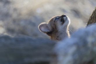 One cougar kitten, Puma concolor, frontal portrait backlit on frozen forest ground