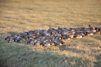 Eurasian Wigeon, (Mareca penelope) birds feeding on grass on a meadow in winter, Texel, Holland