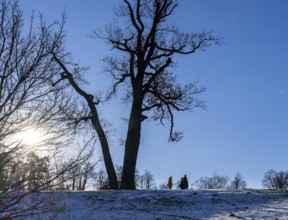 Park Babelsberg, winter impressions, Potsdam, Brandenburg, Germany, Europe