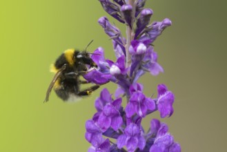 Buff tailed bumblebee (Bombus terrestris) adult bee on a garden purple flower, England, United