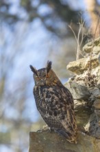 One Eurasian Eagle Owl, Bubo bubo, perched on the walls of a ruin of a monastery. Trees and blue