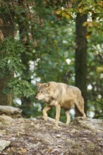 Eastern wolf (Canis lupus lycaon) walking on a little hill, Bavaria, Germany, Europe