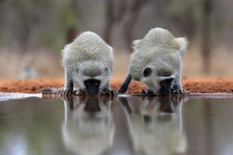 Vervet Monkey (Chlorocebus pygerythrus), adult, two animals, drinking, at the water, Kruger