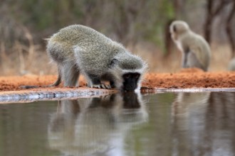 Vervet Monkey (Chlorocebus pygerythrus), adult, drinking, at the water, Kruger National Park,