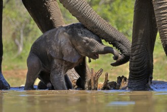 African elephant (Loxodonta africana), young animal, with mother, baby elephant, calf, at the