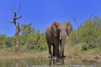 African elephant (Loxodonta africana), bull, male, at the water, drinking, Kruger National Park,