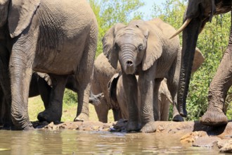 African elephant (Loxodonta africana), young animal, drinking, at the water, Kruger National Park,