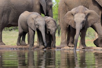 African elephant (Loxodonta africana), three young animals, at the water, drinking, group, Kruger