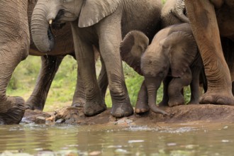 African elephant (Loxodonta africana), young animal, calf, baby elephant, mother, young animal with