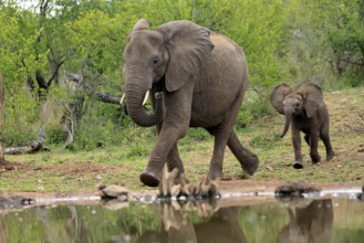 African elephant (Loxodonta africana), young animal, mother, adult, female, mother with young