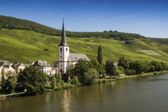 Picturesque village by the river and in the vineyards, Piesport, Moselle, Rhineland-Palatinate,