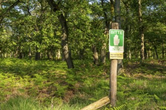 Diersfordter Wald, north of Wesel, nature park with oak and beech forests, glacial sand dunes,