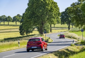 Country road between Warstein and Hirschberg in Sauerland, partly tree-lined, avenue-like, North