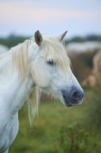 Close-up of a white Camargue horse with flowing mane in green surroundings, Camargue, France,