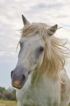 White Camargue horse, with wild mane, close-up, summer, Camargue, France, Europe