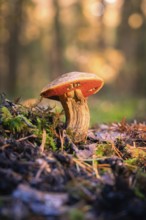 A single red-capped mushroom growing on the forest floor, surrounded by moss and illuminated by the