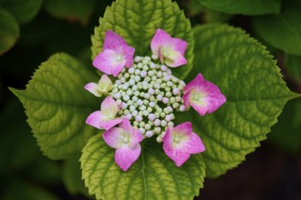 Pink plate hydrangea (Hydrangea), close-up, summer, Germany, Europe