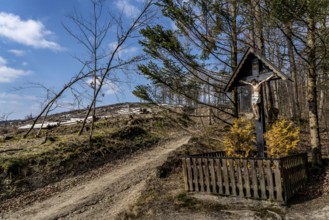 Cleared forest area north of the village of Öventrop, district of Arnsberg, dead spruce stands were