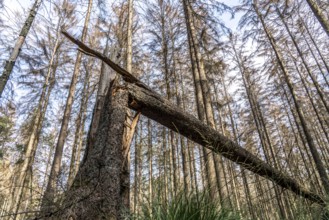 Forest dieback in Arnsberg Forest, northern Sauerland, dead spruce trees, deadwood, North